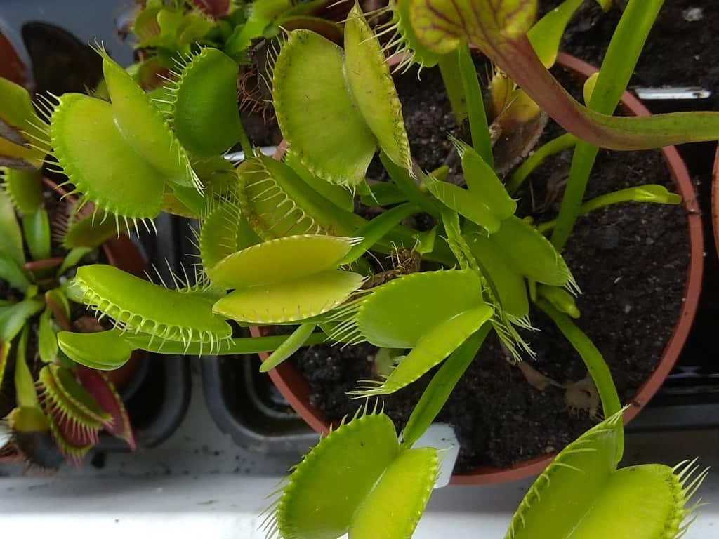 Dionaea muscipula - All green form