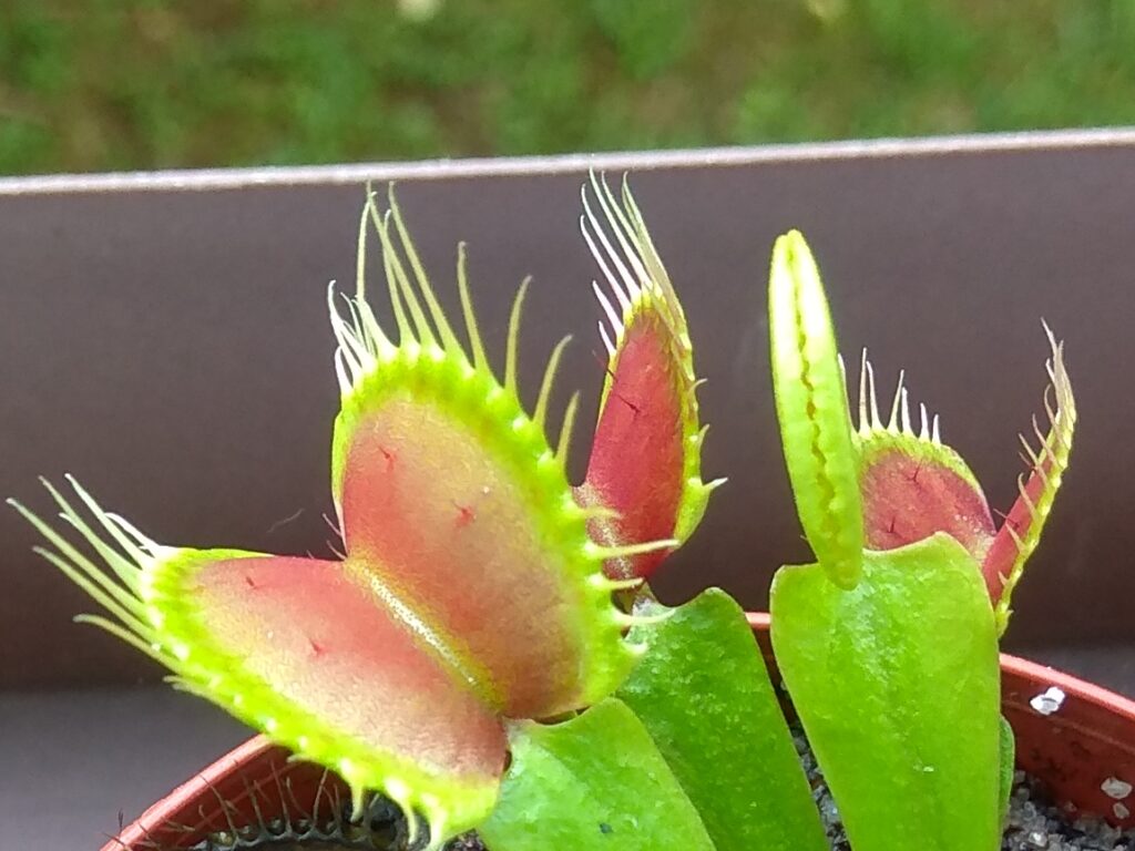 Dionaea muscipula - B52
