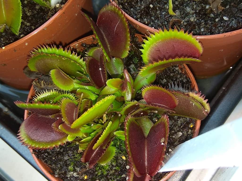 Dionaea muscipula - Bohemian Garnet
