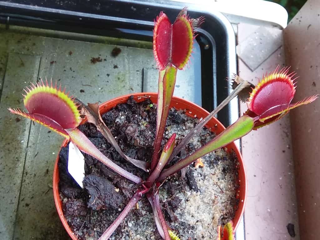 Dionaea muscipula - Standardní červená