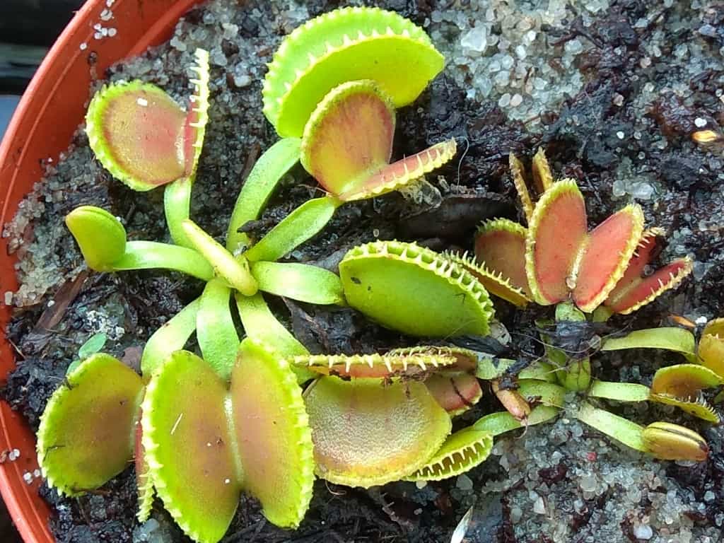 Dionaea muscipula - Coquillage
