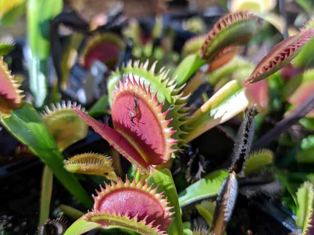 Dionaea muscipula - Dentate Traps A