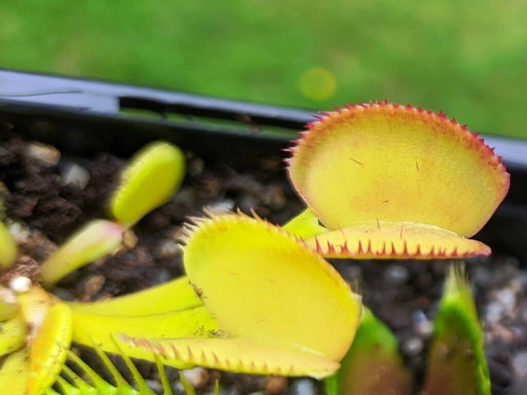 Dionaea muscipula - Feather Tooth