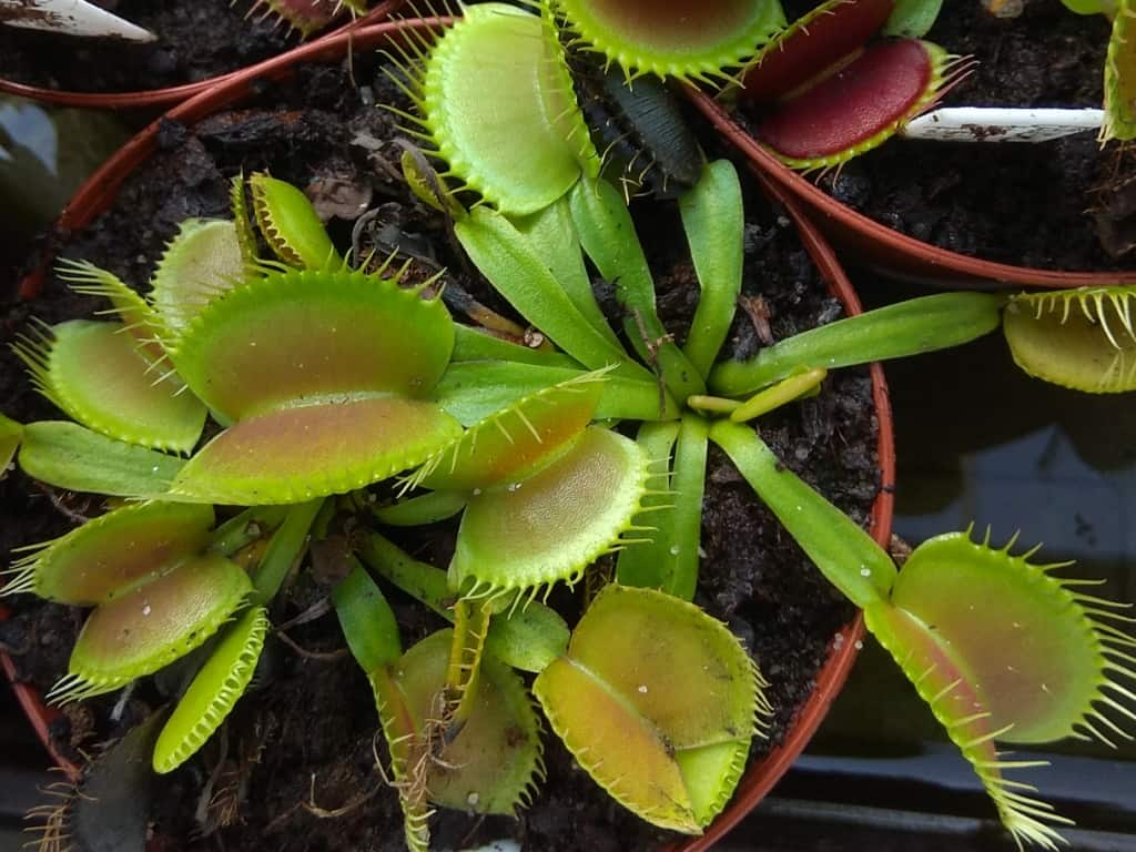 Dionaea muscipula - King-žlutá