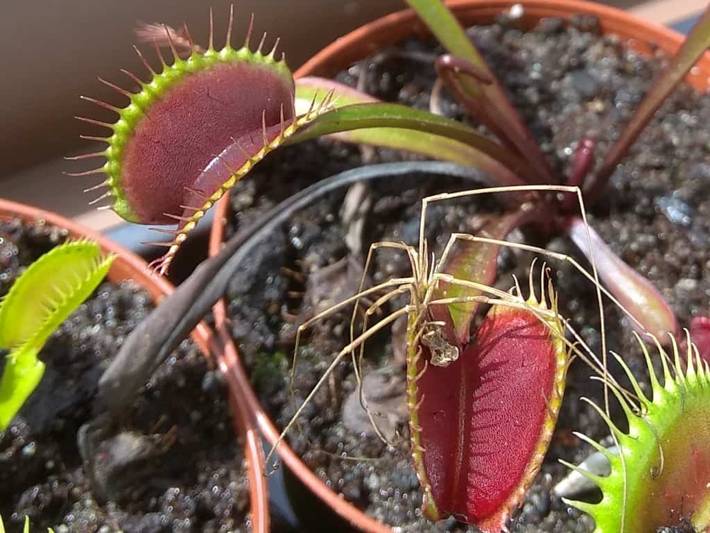 Dionaea muscipula - Maroon Monster