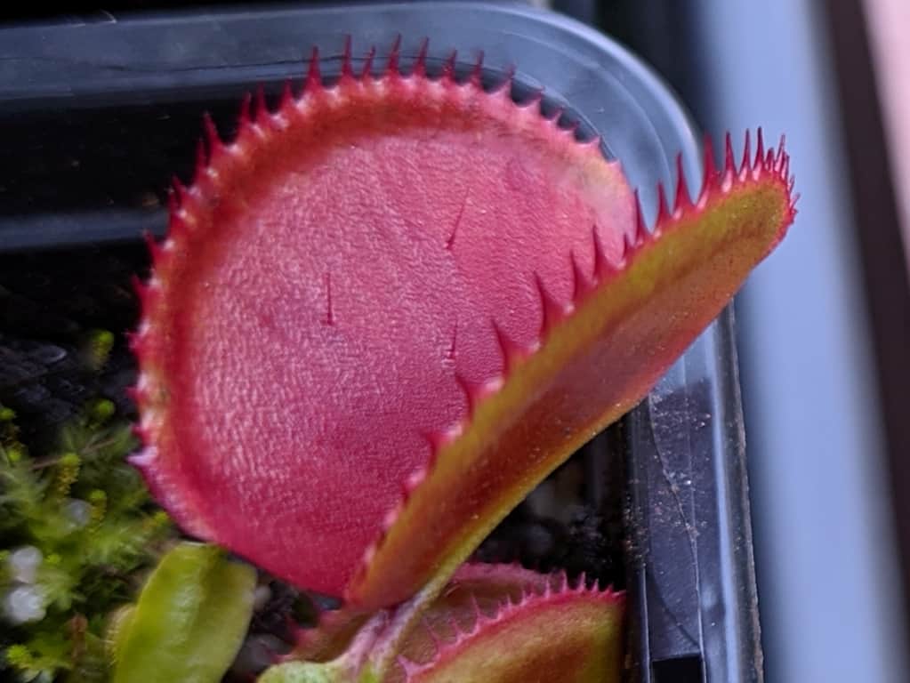 Dionaea muscipula - Microdent x weinrot #2