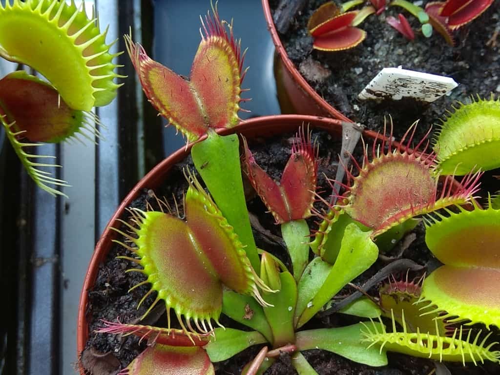 Dionaea muscipula - Phalanx