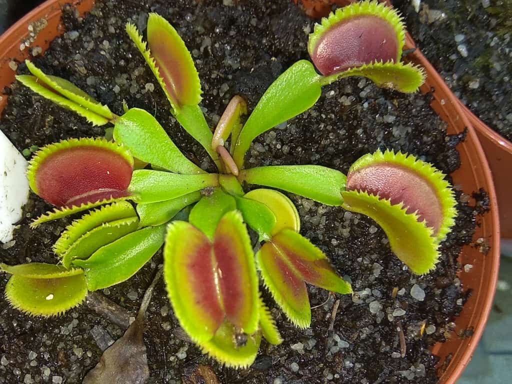 Dionaea muscipula - Sawtooth A