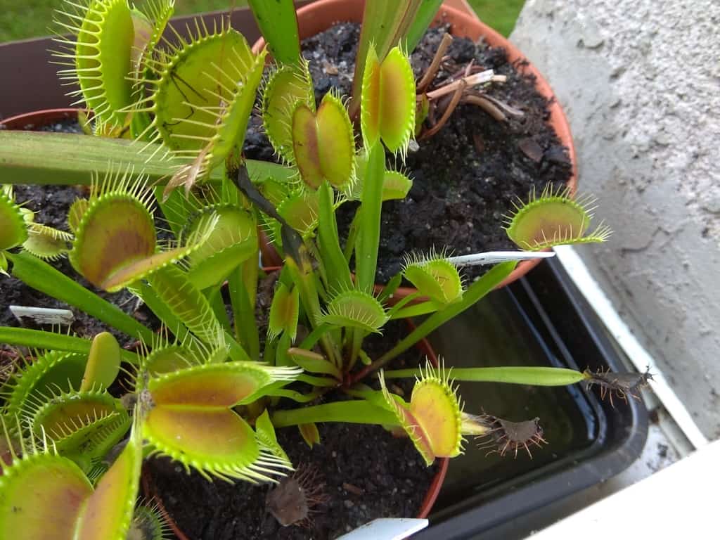 Dionaea muscipula - Selected clone by G. Seiter