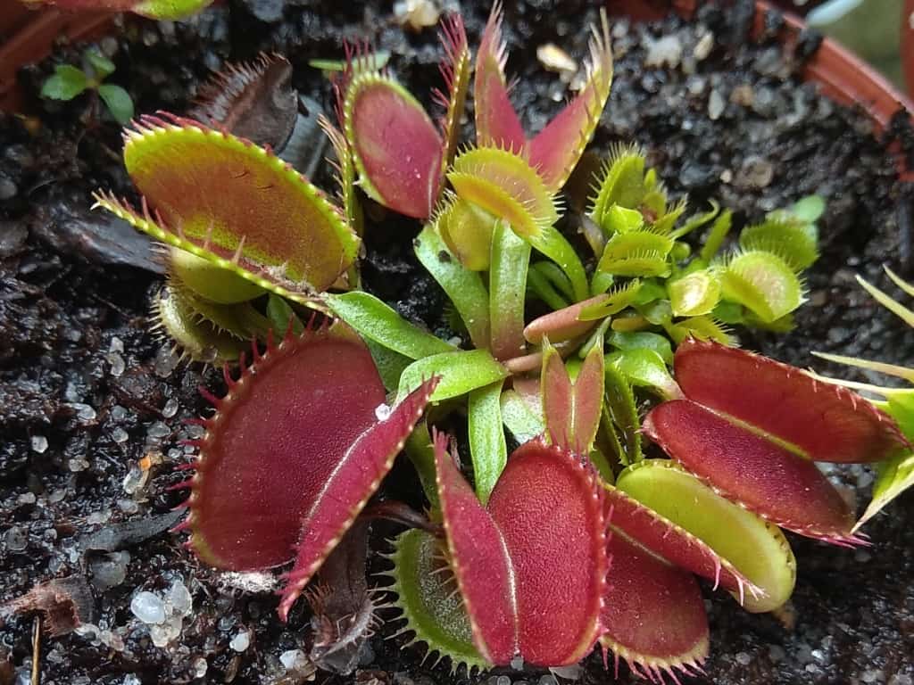 Dionaea muscipula - South West Giant