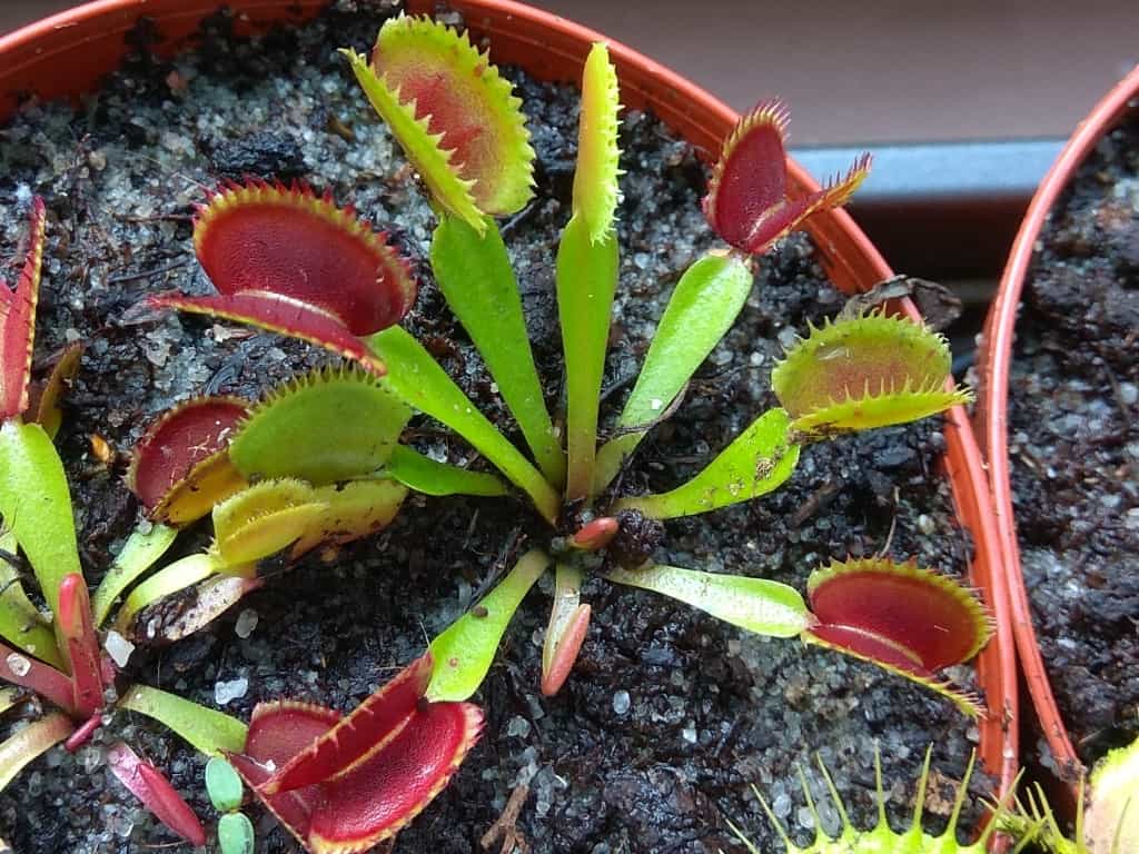 Dionaea muscipula - Vitiligo