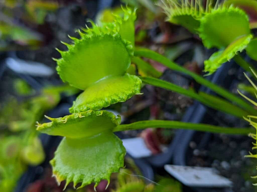 Dionaea muscipula - Werewolf