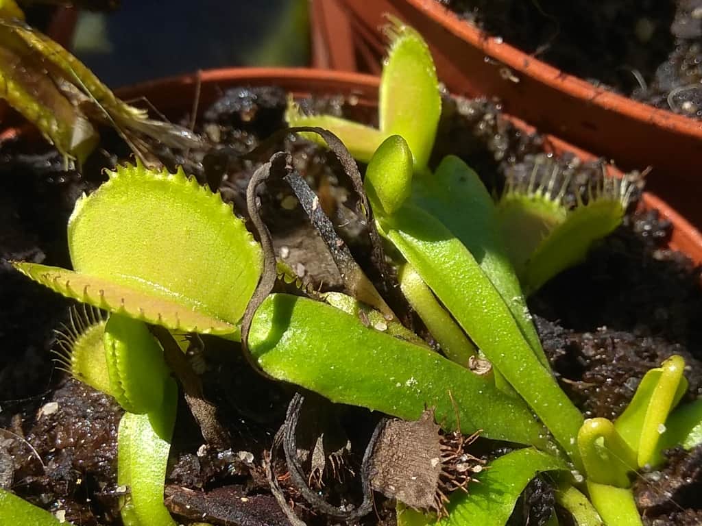 Saví roztoči na mucholapce