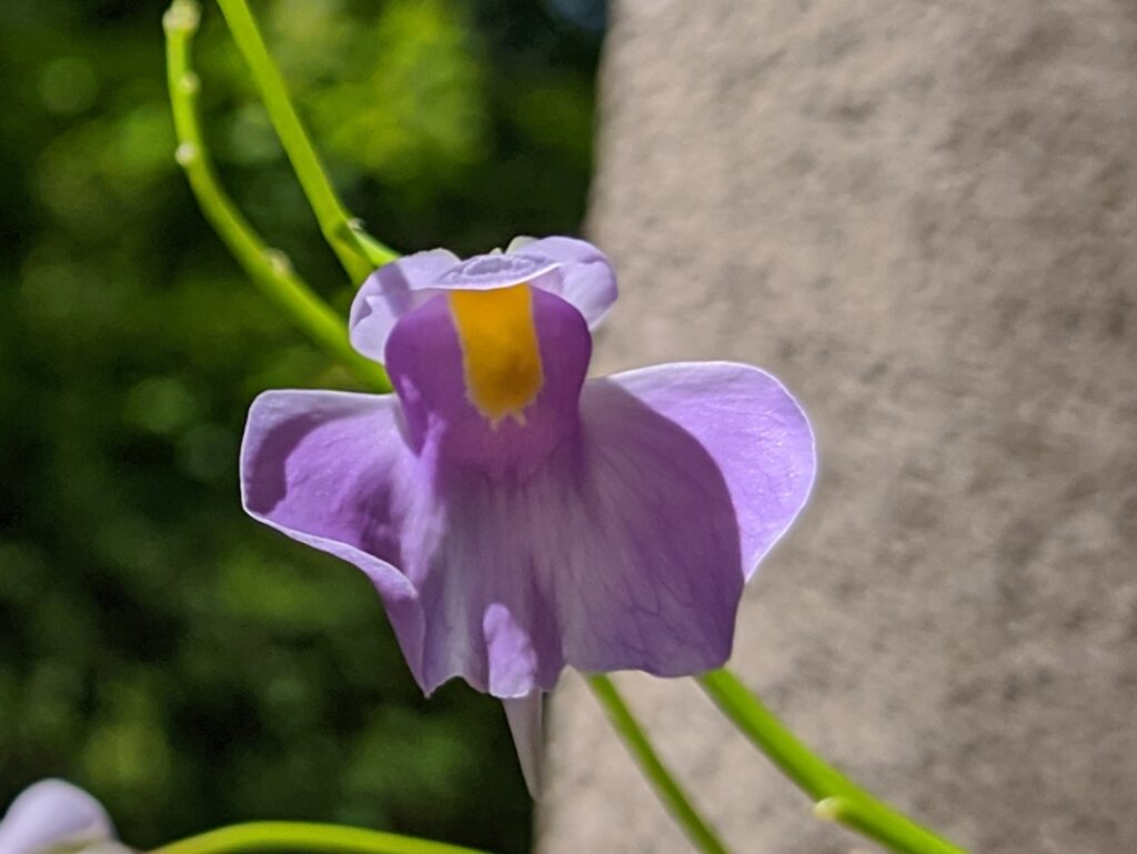 Květ orchidoidní bublinatky 
Utricularia longifolia
