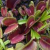 Dionaea muscipula Bimbo