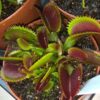 Dionaea muscipula Bohemian Garnet
