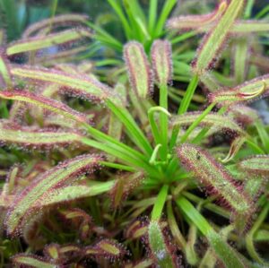 Drosera capensis Compact leaf