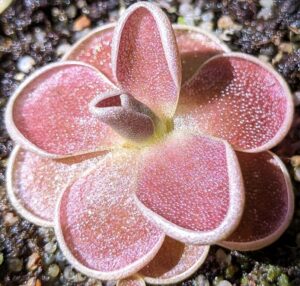 Pinguicula debbertiana