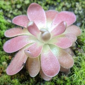 Pinguicula gypsicola x sethos