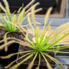 Drosera capensis White flower