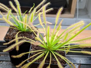 Drosera capensis White flower