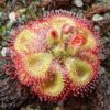 Drosera sessilifolia