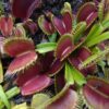 Dionaea muscipula Bimbo x Dentate traps A 15 semen