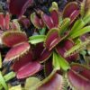 Dionaea muscipula Bimbo x Dracula - 12 semen