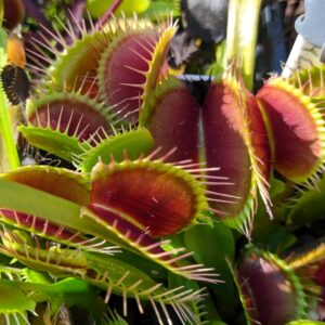 Dionaea muscipula VČS x Dracula 12 semen