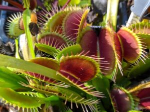 Dionaea muscipula VČS x Maroon Monster 12 semen