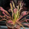 Drosera capensis Red plant 30 semen