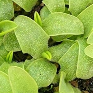 Pinguicula vulgaris 20 semen