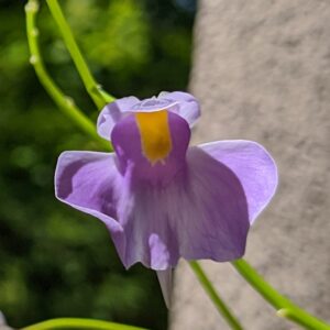 Startovací balíček orchidoidní bublinatka