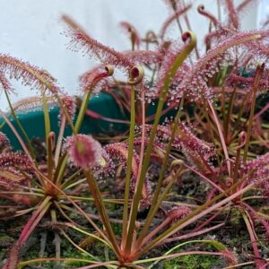 Drosera capensis red plant