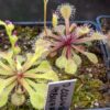 Drosera collinsiae