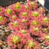 Drosera micrantha