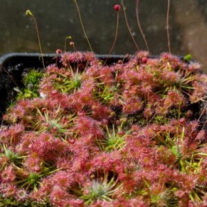 Drosera pygmaea {Eastern states of Australia}
