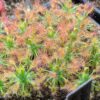 Drosera silvicola