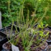 Drosera filiformis var filiformis