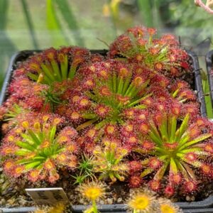 Drosera fulva