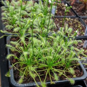 Drosera intermedia {anthocyanin free, North Carolina} 20 semen