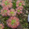 Drosera roseana