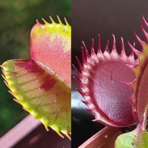 Dionaea muscipula Charly Mandons Spotted x Dracula 15 semen