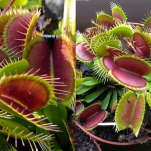 Dionaea muscipula VČS x Červená robustní klon A 15 semen