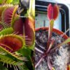 Dionaea muscipula VČS x Red form 15 semen