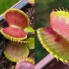 Dionaea muscipula Coquillage x Charly Mandons Spotted 12 semen