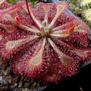 Drosera capillaris