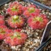 Drosera × 'Dork's Pink'