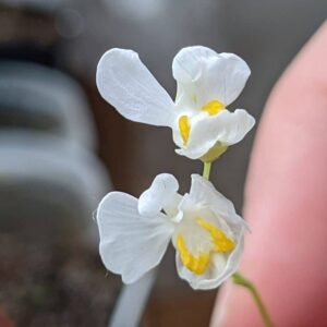 Utricularia nephrophylla