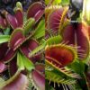 Dionaea muscipula Bimbo x VČS 15 semen